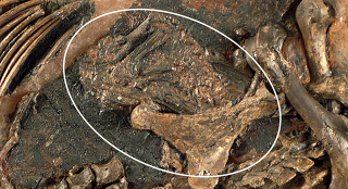 Illustration for article titled Incredible Fossil of an Ancient Horse Still Contains Its Unborn Foal